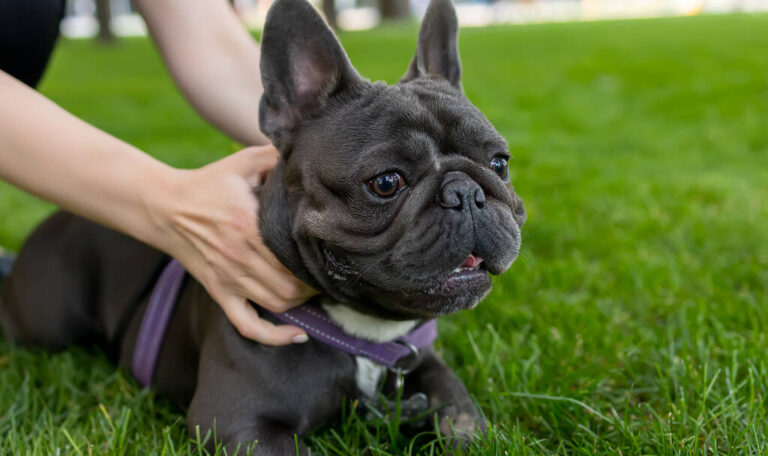 buldog francuski 2