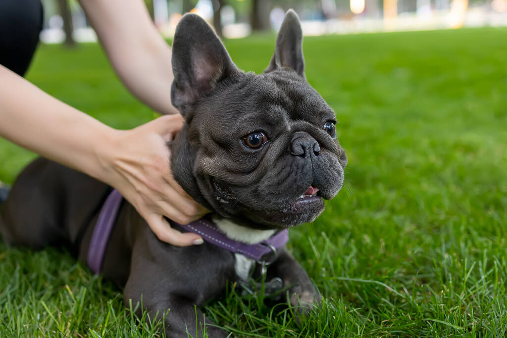 buldog francuski 2